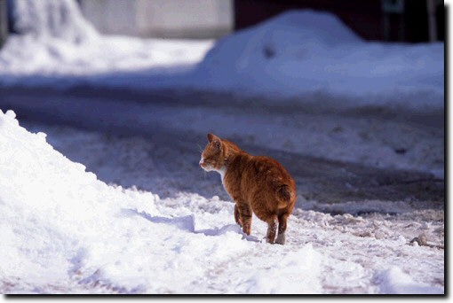 路地の猫