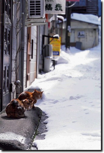 飲み屋街の猫たち