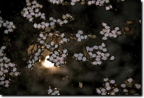 池の花びら