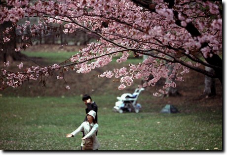 北大桜