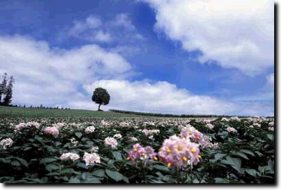 ジャガイモの花と青空