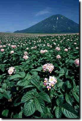 イモ花と羊蹄山