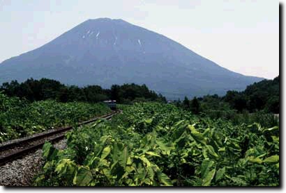 羊蹄山と在来線