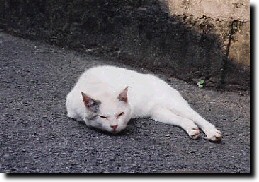 QĂL