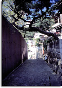 路地の松