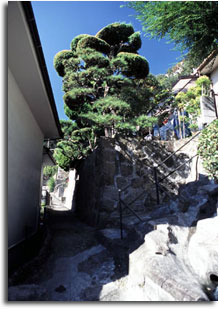 路地の松