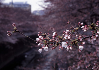 神田川沿いの桜