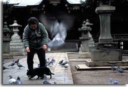 鬼子母神の猫