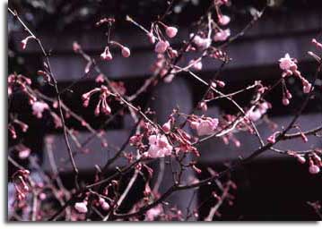 根津神社の桜