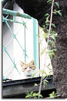 谷中の猫