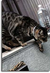谷中の猫