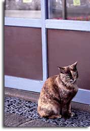 猫