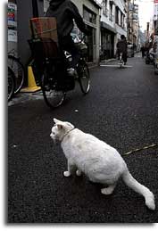 谷中の猫