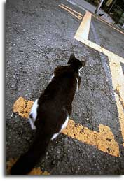 鳥を狙っている猫