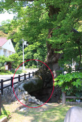 ケヤキの根