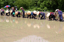田植え祭り