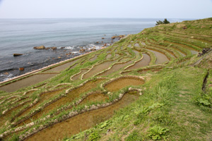 千枚田